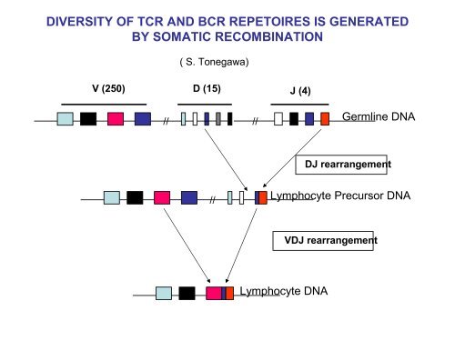 INMUNOINFORMATICA - CNB - Protein Design Group