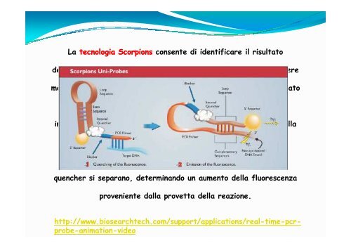 Applicazioni Real-Time PCR - Bgbunict.it