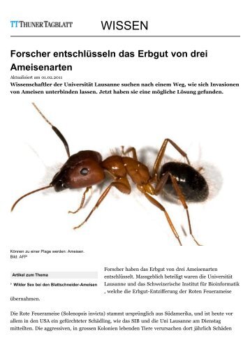 Forscher entschlÃ¼sseln das Erbgut von drei Ameisenarten - News ...