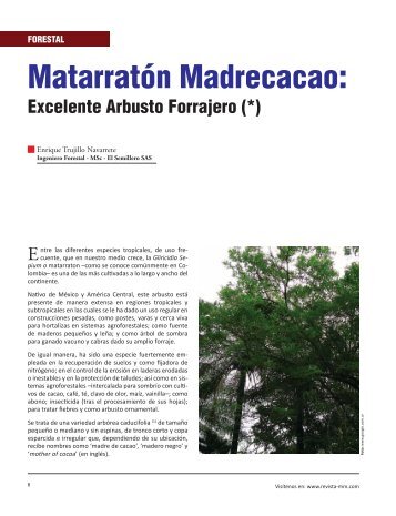Forestal MatarratÃ³n Madrecacao - Revista El Mueble y La Madera