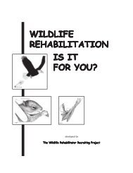 WILDLIFE REHABILITATION IS IT FOR YOU? - WildAgain Wildlife ...