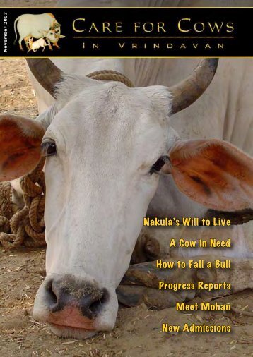 Nakula's Will to Live A Cow in Need How to Fall a ... - Care for Cows