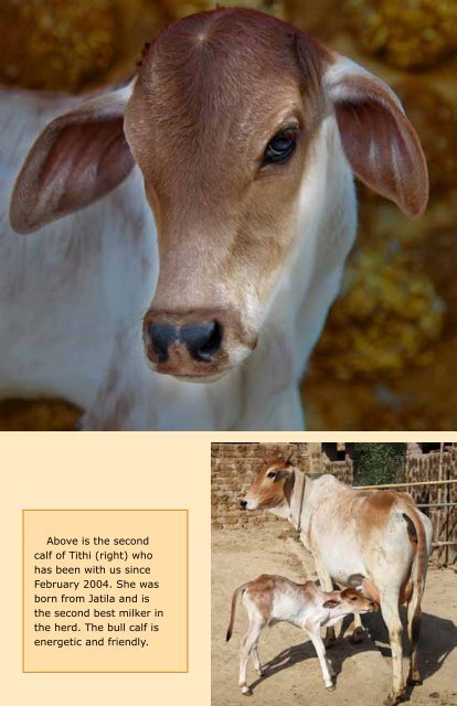 CFC April 2011 Newsletter - Care for Cows