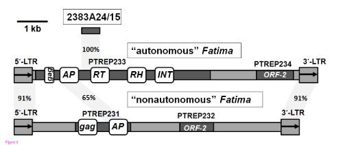 The impact of Ty3-gypsy group LTR retrotransposons ... - URGV - Inra