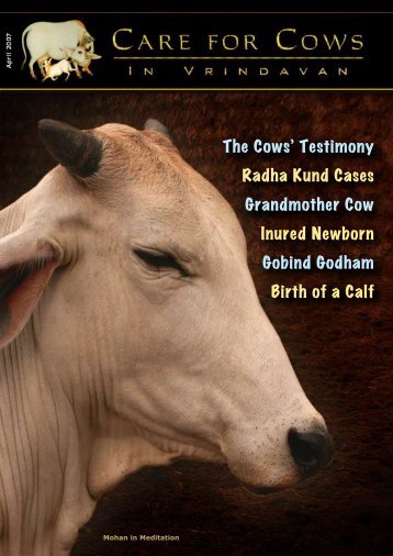 The Cows' Testimony Radha Kund Cases ... - Care for Cows