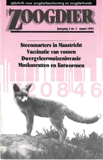 Steenmarters in Maastricht Vaccinatie van vossen ... - Zoogdierwinkel