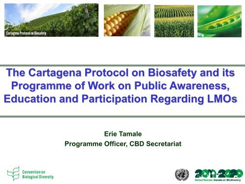 The Cartagena Protocol on Biosafety and its Programme of Work on ...