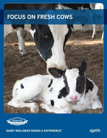 Focus on Fresh cows - Zoetis