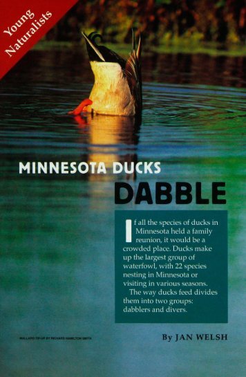 926 Minnesota Ducks Dabble or Dive for Dinner - webapps8