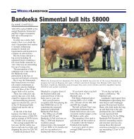 Bandeeka Simmental bull hits $8000 - Simmental Australia