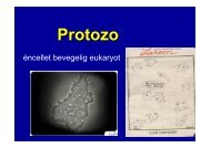 Protozo - Ous-research.no