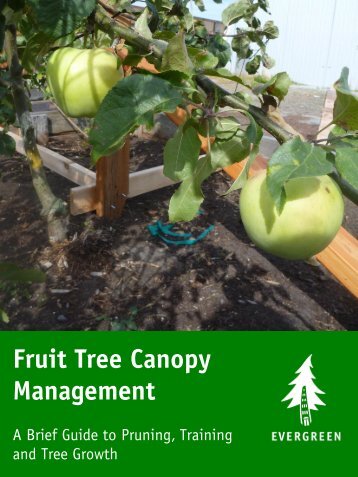 Fruit Tree Canopy Management: A Brief Guide to ... - Evergreen
