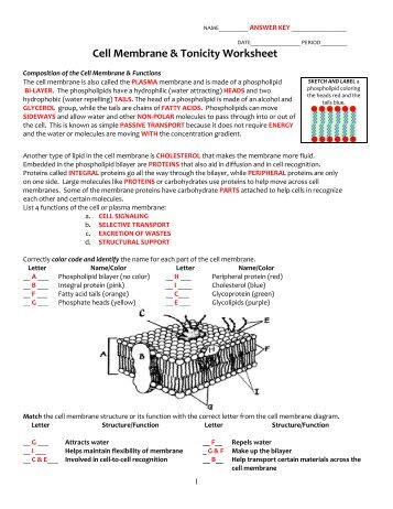 KEY cell membrane and tonicity worksheet.pdf