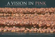 LESSER FLAMINGO BREEDING SUCCESS - Save the Flamingo