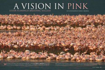 LESSER FLAMINGO BREEDING SUCCESS - Save the Flamingo