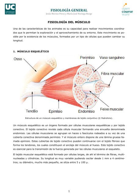 Fisiología general; un esbozo de la ciencia de la vida . Fig.  135.-Histolysis de fibras musculares en la cola de la larva de la^rana.  (Después Looss.) El isotrópico y el anisotrópico sustancias