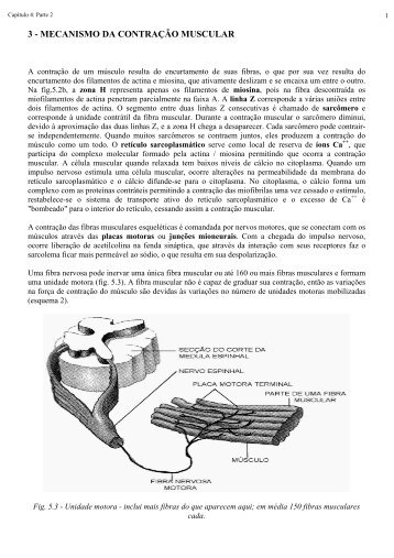 3 - mecanismo da contração muscular - Laboratório de Biologia - IFSC