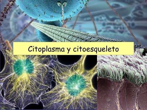 entre las membranas plasmática y nuclear