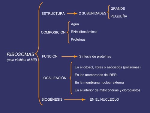 entre las membranas plasmática y nuclear