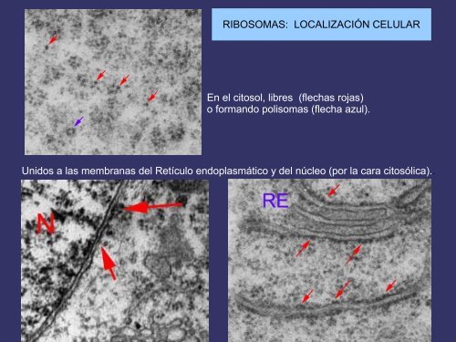 entre las membranas plasmática y nuclear