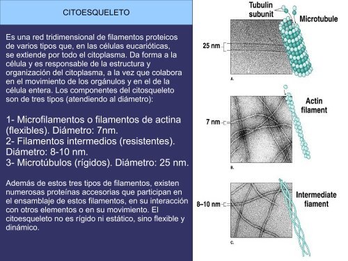 entre las membranas plasmática y nuclear