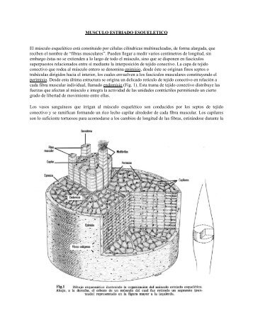 Tejido muscular esqueletico - biblioceop