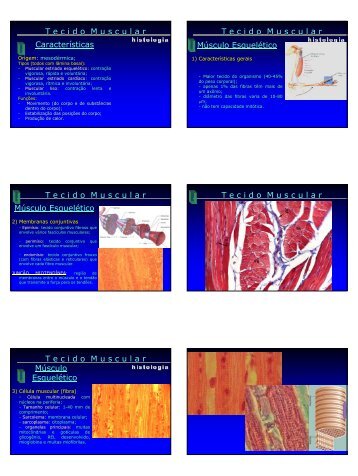 Características T e c i d o M u s c u l a r Músculo Esquelético T - CCS