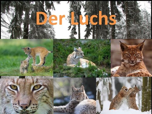 Der Luchs