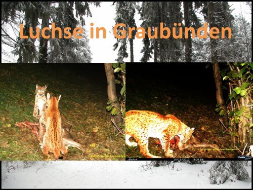 Der Luchs