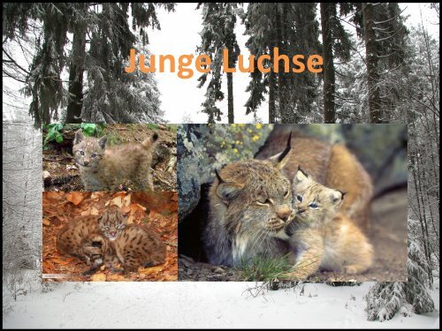 Der Luchs