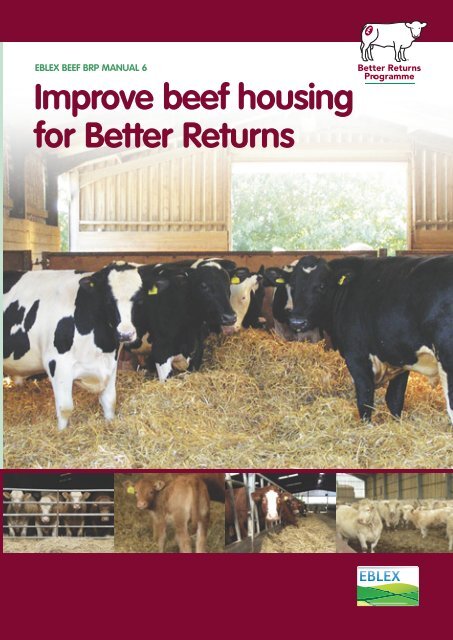Improve beef housing for Better Returns - Eblex