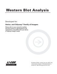 Western Blot Analysis - LI-COR Bio Technical Resources Library - LI ...