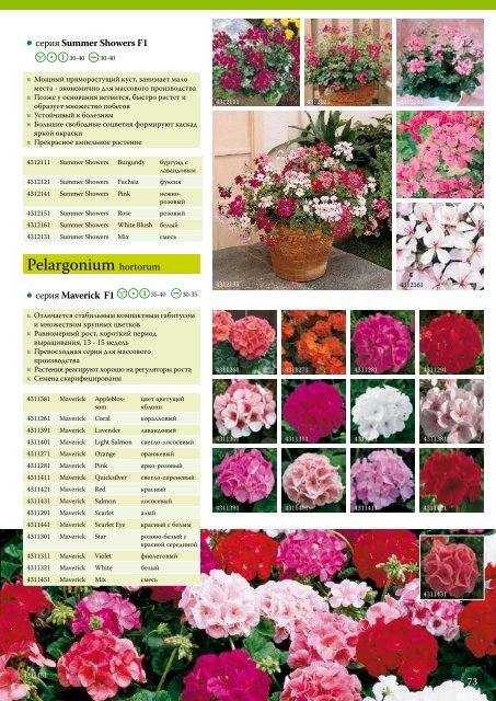 Pelargonium hortorum - Satimex