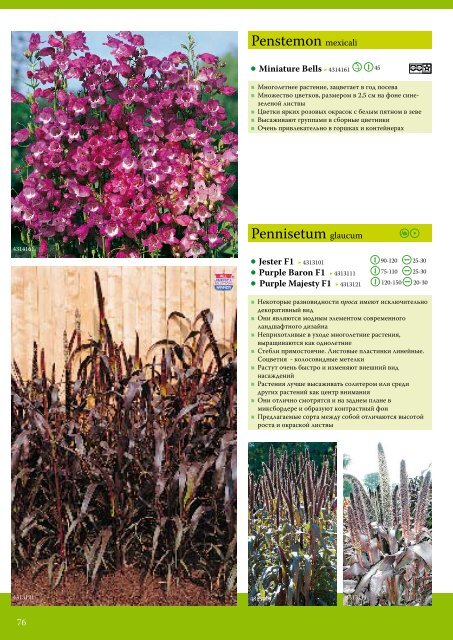 Pelargonium hortorum - Satimex