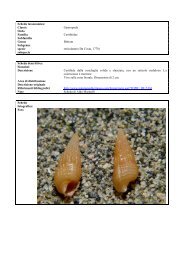 NCIM Bittium reticulatum.pdf - Natura Mediterraneo
