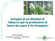 Sviluppo di un Ideotipo di Tabacco per la produzione di Seme da ...