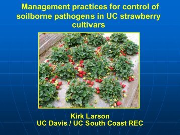 Soilborne Pathogen Control in UC Cultivars, Kirk Larson
