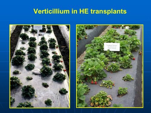 Soilborne Pathogen Control in UC Cultivars, Kirk Larson