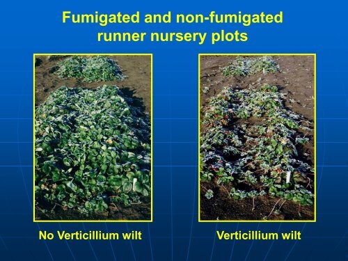 Soilborne Pathogen Control in UC Cultivars, Kirk Larson