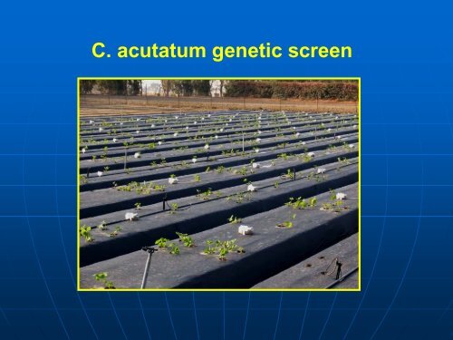 Soilborne Pathogen Control in UC Cultivars, Kirk Larson