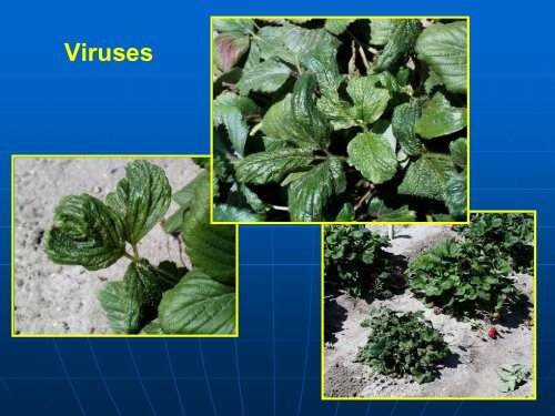 Soilborne Pathogen Control in UC Cultivars, Kirk Larson