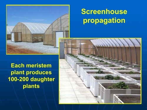 Soilborne Pathogen Control in UC Cultivars, Kirk Larson