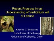 Recent Progress in our Understanding of Verticillium wilt of Lettuce