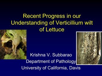 Recent Progress in our Understanding of Verticillium wilt of Lettuce
