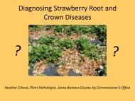 Diagnosing Strawberry Root and Crown Diseases - Santa Barbara ...