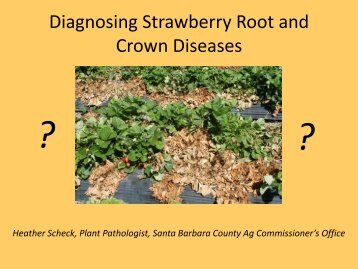 Diagnosing Strawberry Root and Crown Diseases - Santa Barbara ...