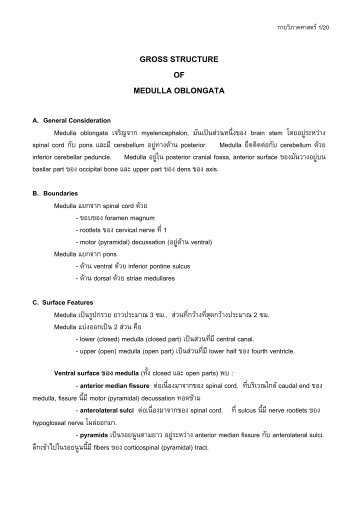 MEDULLA OBLONGATA - elearning.dt.mahidol.ac.th