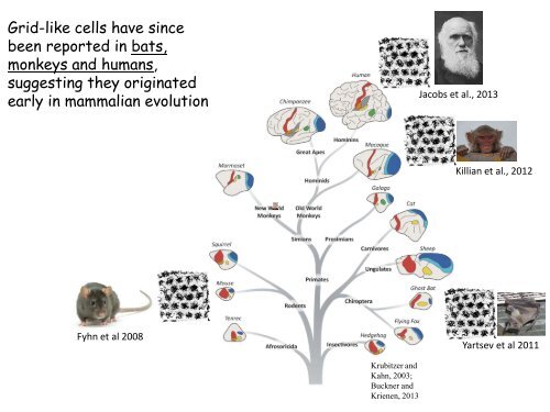 edvard-moser-lecture-slides