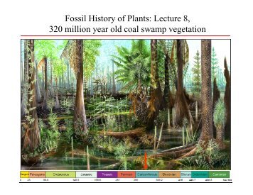 Fossil History of Plants: Lecture 8, 320 million year old coal swamp ...