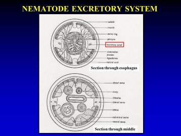 NEMATODE STRUCTURE